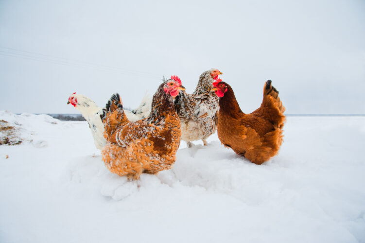 How to Care for Chickens in Winter